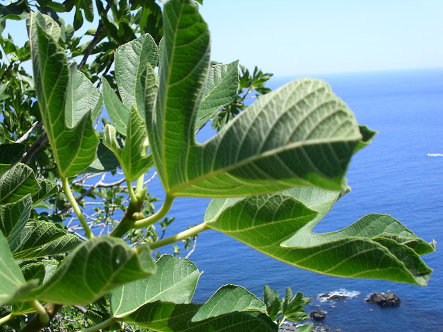 Siciliano.
