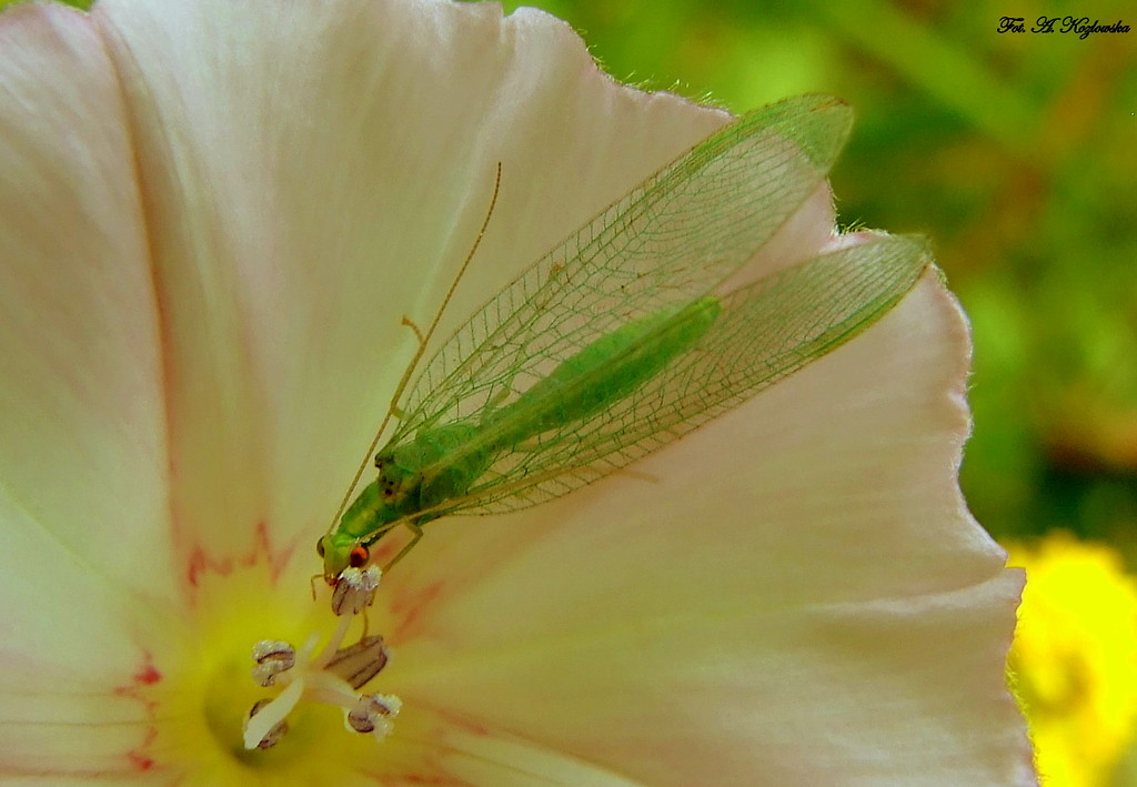 Chrysopa carnea