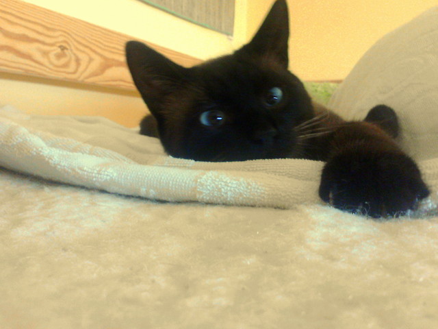 Elvis