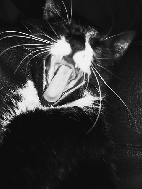 miaU