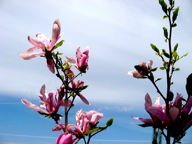 Magnolia