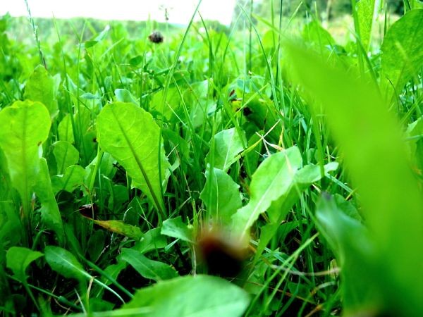 grass!
