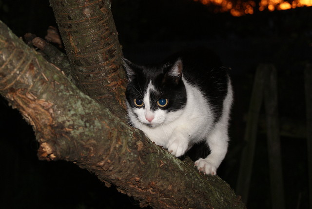 Wild Cat