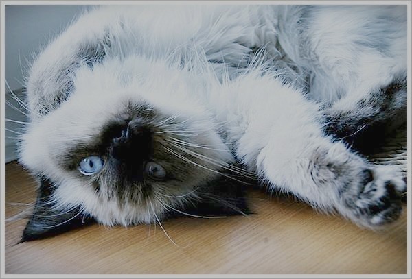 Kici . ^^