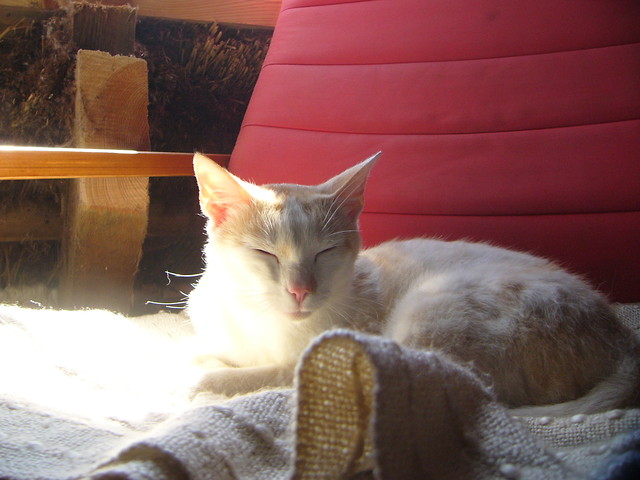 wiato