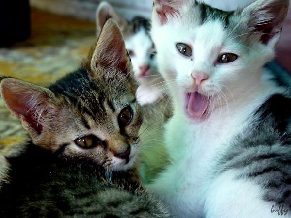 kitty!