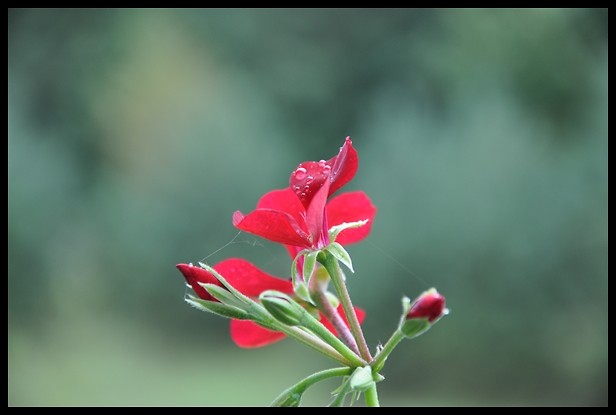 pelargonia.