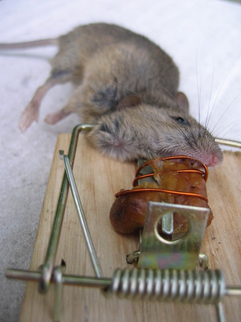Mouse