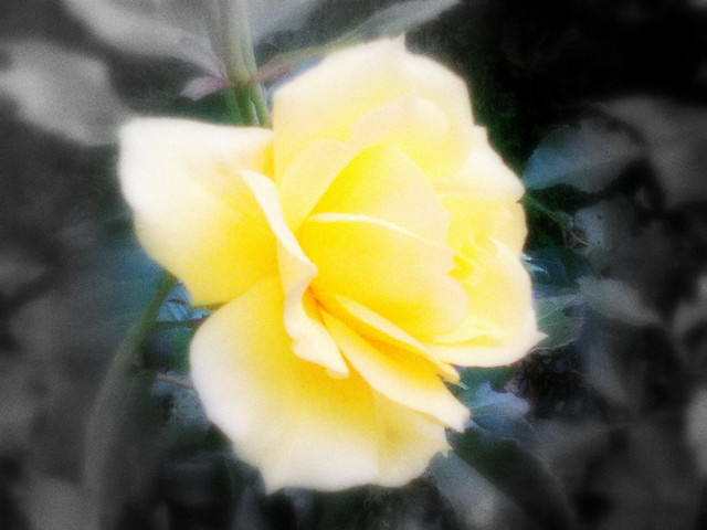 Ra by. photo art..