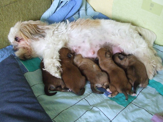 Shih Tzu.