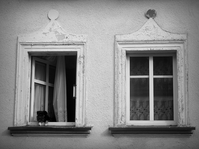 Pies, ktry siedzia w oknie