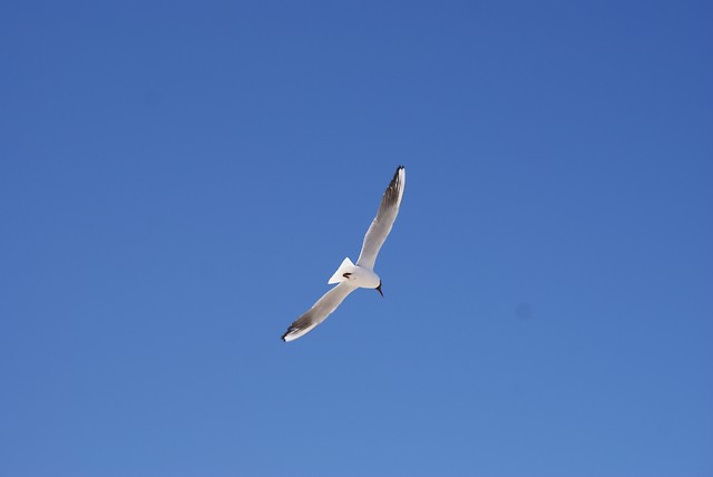 Freedom