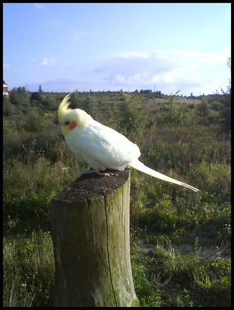 rocky na spacerku ; *** 