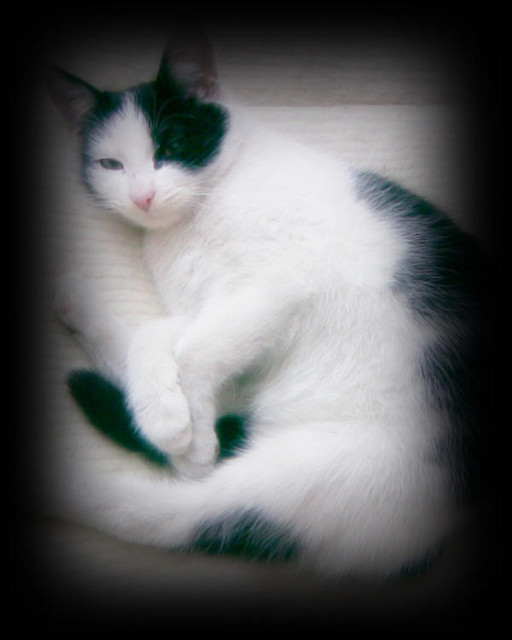 Kotek
