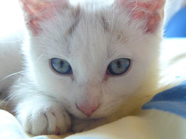 kocica