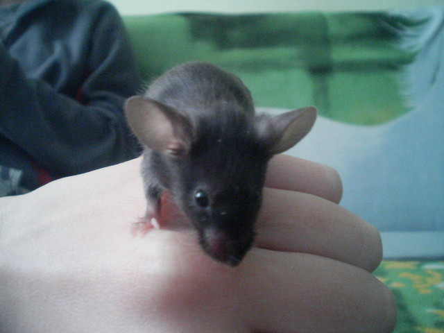 Cheddar 