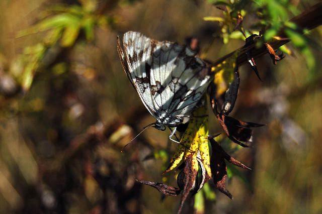 Motyl