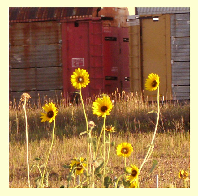Suns Memories