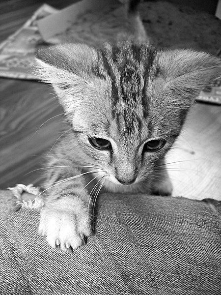 neko