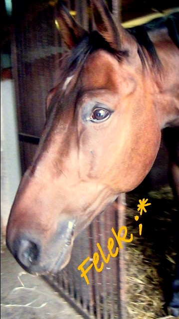 Felu ;*