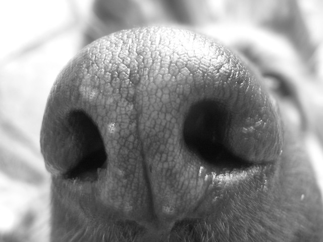 Norka.