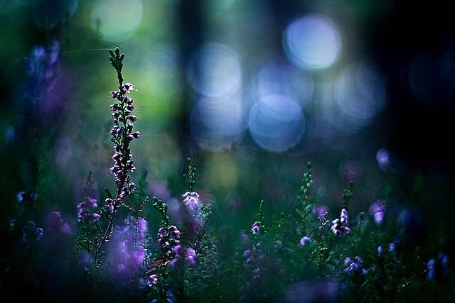 .:Fairies whispers:.