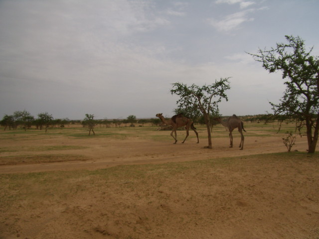afryka