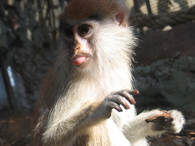 Barcelona - ZOO