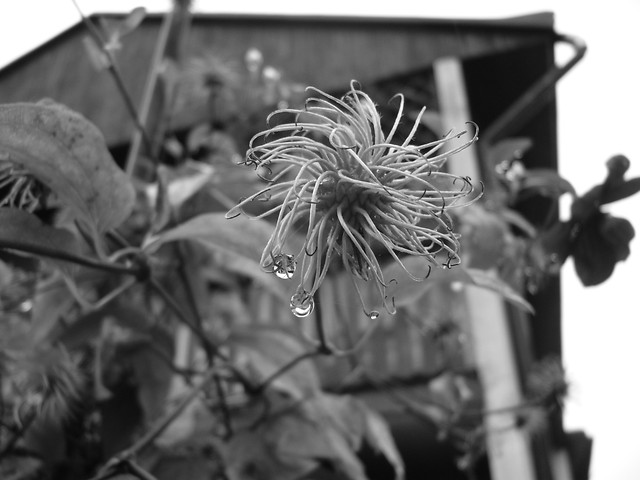 Clematis.