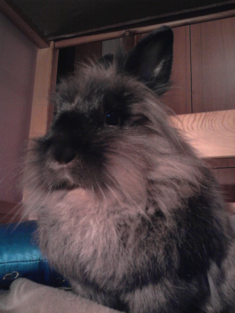Babosz