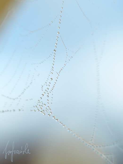 Spider's web
