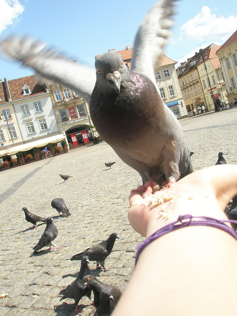 ptak