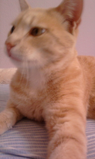 kiciu mj 