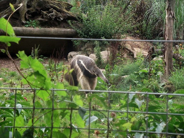 zoo cd.
