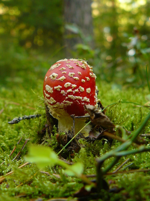 Grzybobranie