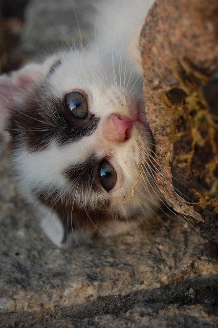 kotek^^