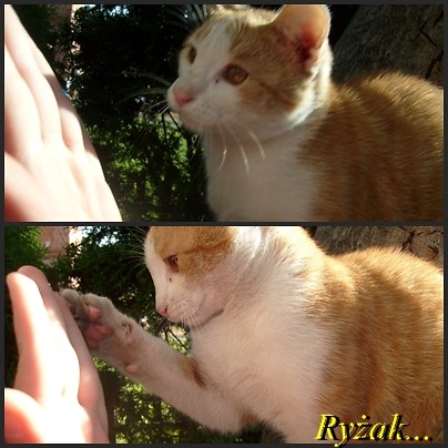 Ryakczek .