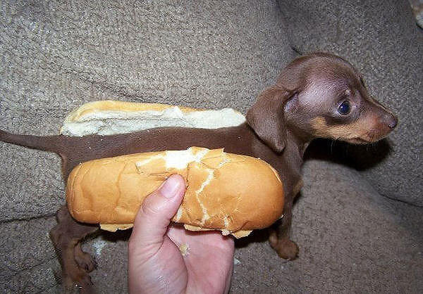 Puppy