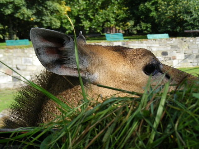 ZOO