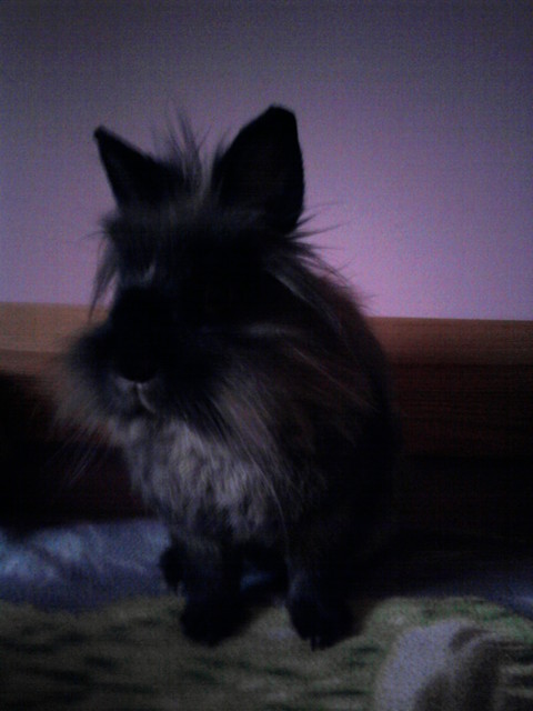Bambosz ;* 