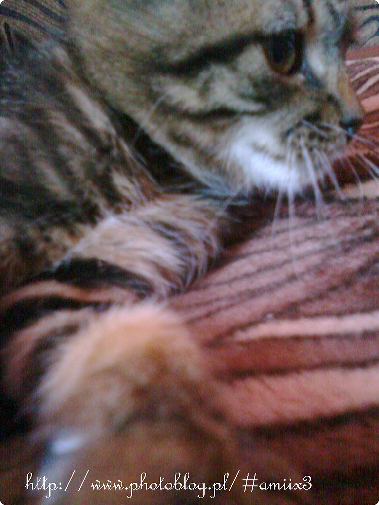 Kotek . < 333