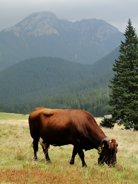 Milka