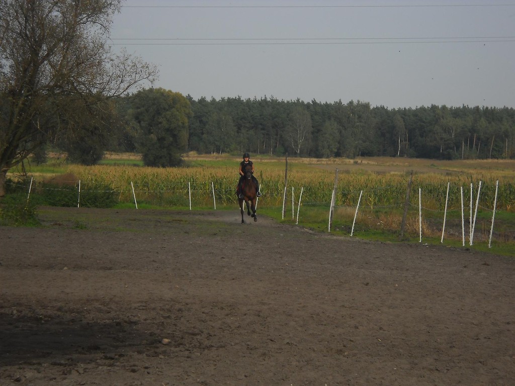 Prosz