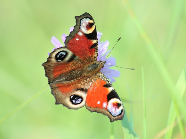 Motyl