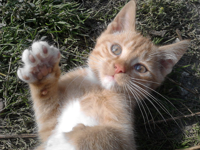 Kitek ;)