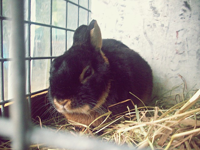 krliczek