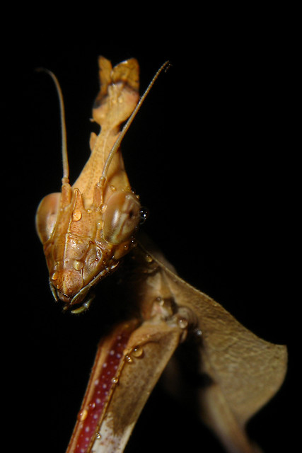 Violin mantis, female subadult.