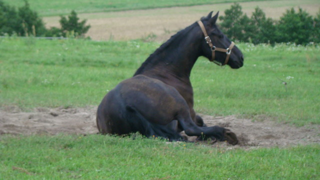 Nelskowate