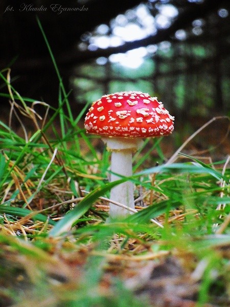 Grzybek.