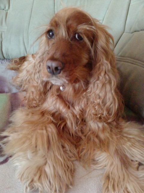 DAISY